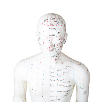 50 سم نقطة الوخز بالإبر نموذج جسم الإنسان شهادة GMP