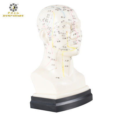 جودة  Eco Friendly 20cm Head Acupuncture Body Model Without Effusion Liquid مصنع