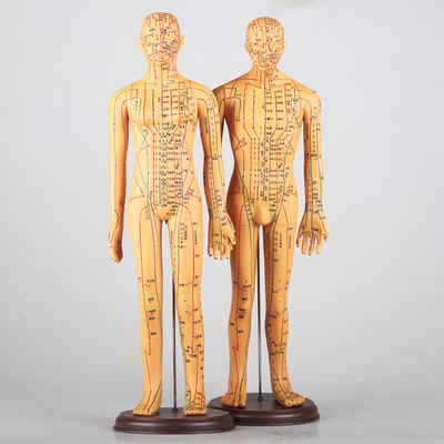 الرسم البياني للمريديانات يتضمن طب الوخز بالإبر نموذج الجسم حوالي 5 كجم متعددة الاستخدامات لتقنيات مختلفة