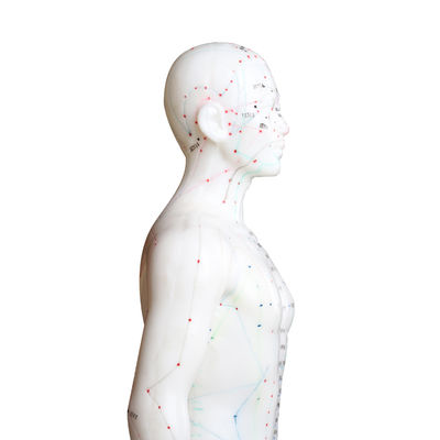 تنوع تقنيات الوخز بالإبر المختلفة نموذج الجسم يزن حوالي 5 كجم